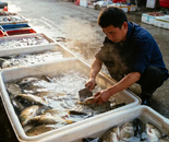 菜市场的鱼