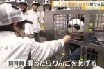 大熊猫回中国后，日本搞出“神操作”