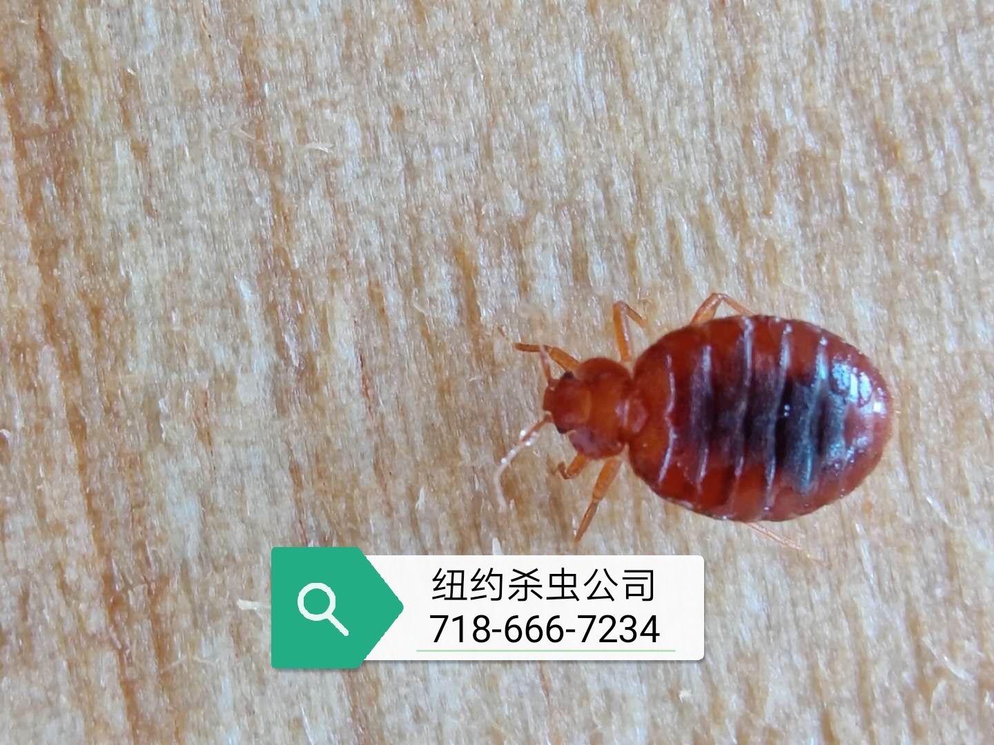 nycpest-bedbug011.jpg