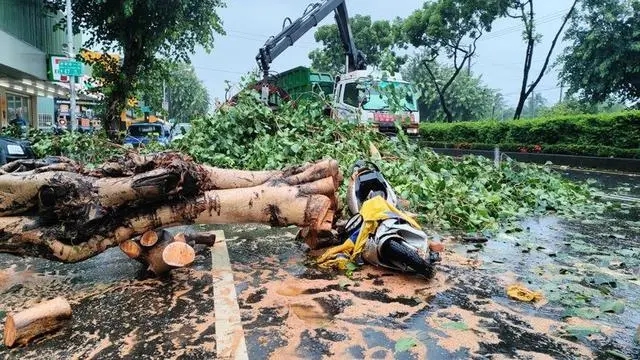 高雄一女子被强风吹倒的大树砸中身亡，“为台风‘格美’在台造成首起悲剧”